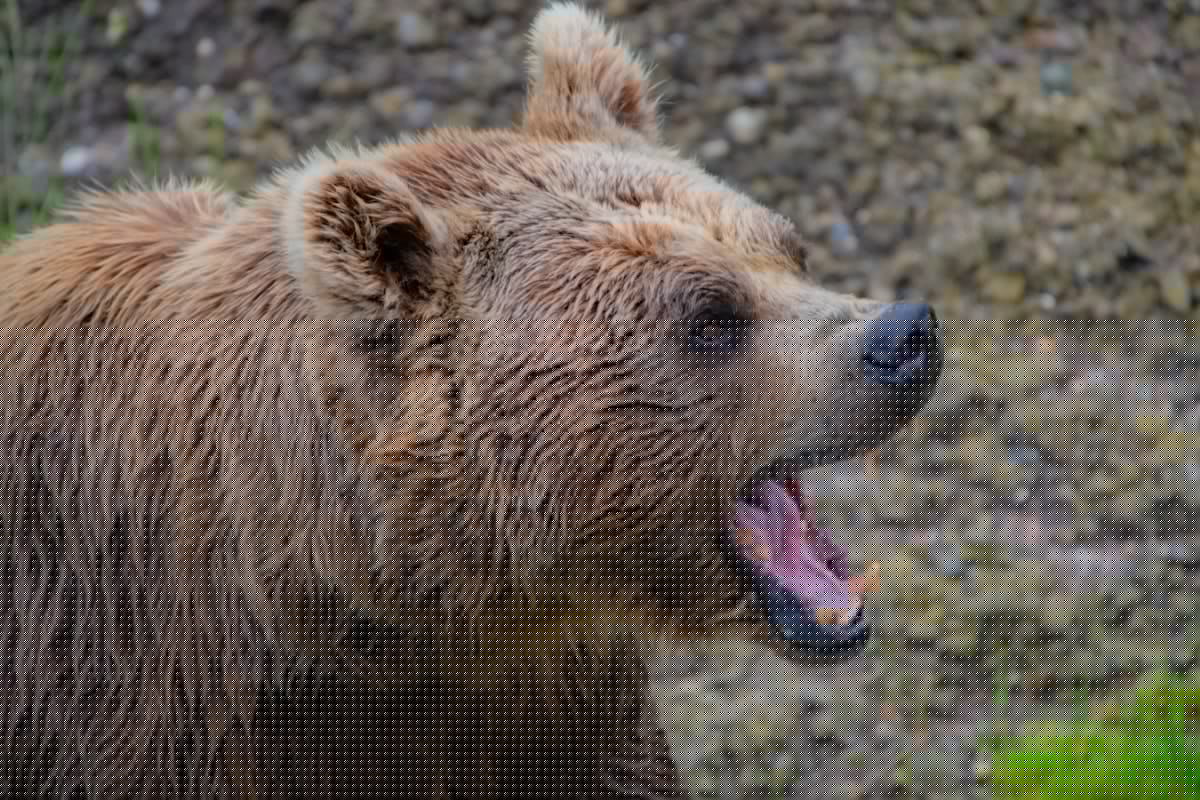 Survival Guide: Navigating Montana Bear Encounters Safely