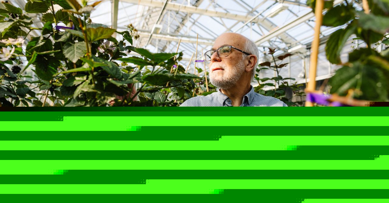 Seedless Blackberries and Cherries That Grow on Bushes Vie to Be the Future of Food
