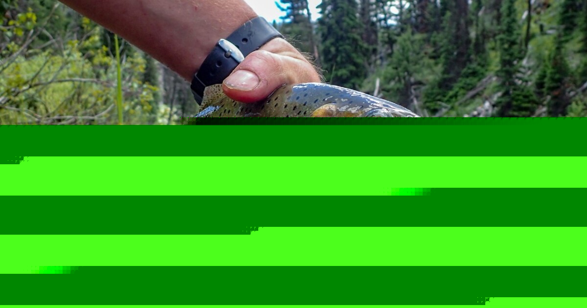 Yellowstone Park closes fishing on waterways during high heat of the day