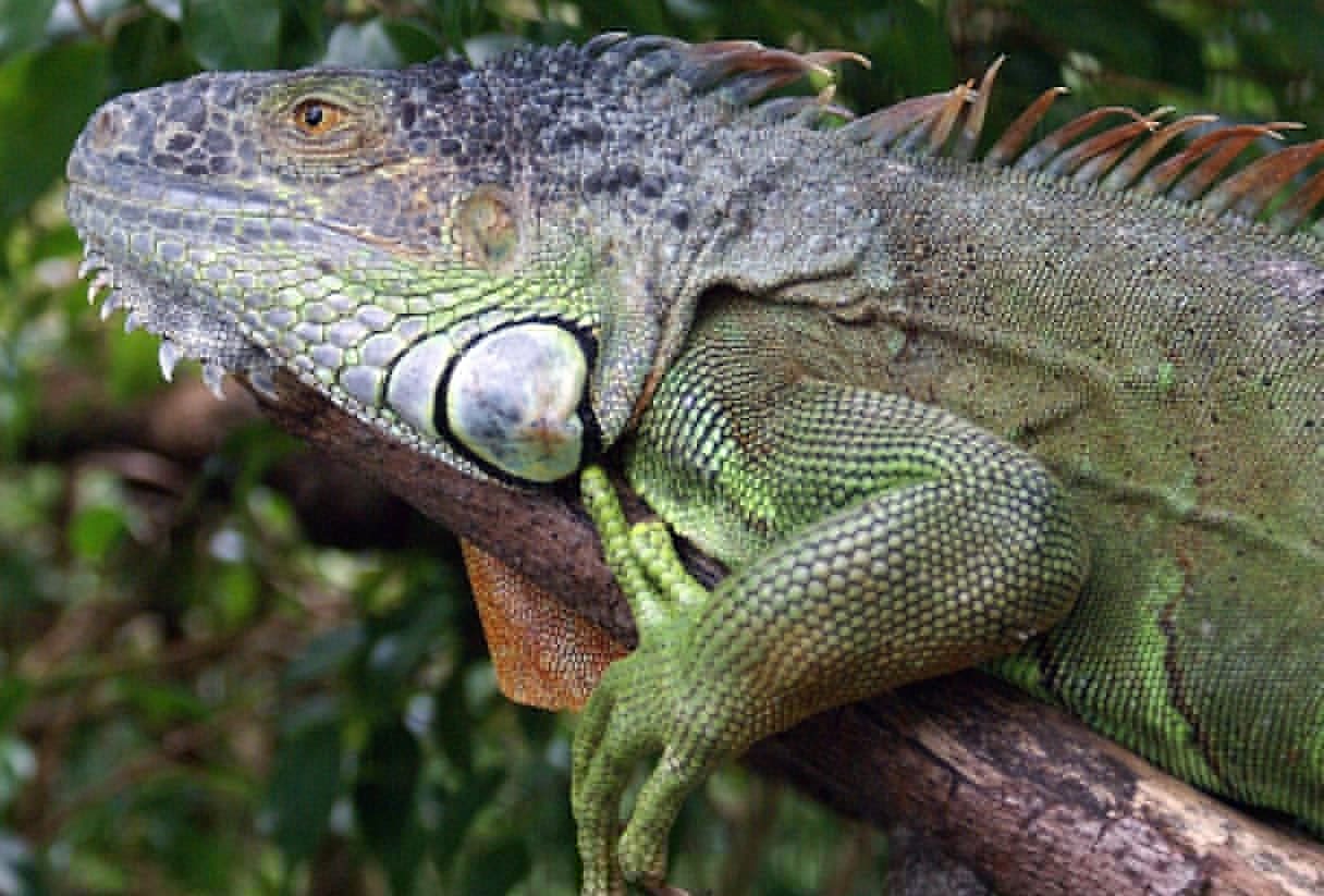 Comment on Kids Will Go Wild Over Belize’s Green Iguana Conservation Project by TOURIST ATTRACTIONS CLOSE TO SAN IGNACIO TOWN – Belize Real Estate – Buying and Selling Property in Belize