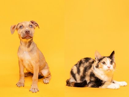 Fur Friday: There’s more than one way to help North Texas pets in need get noticed