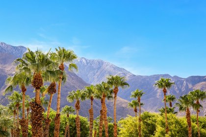Editor’s Note: The Desert in Bloom, February 2026