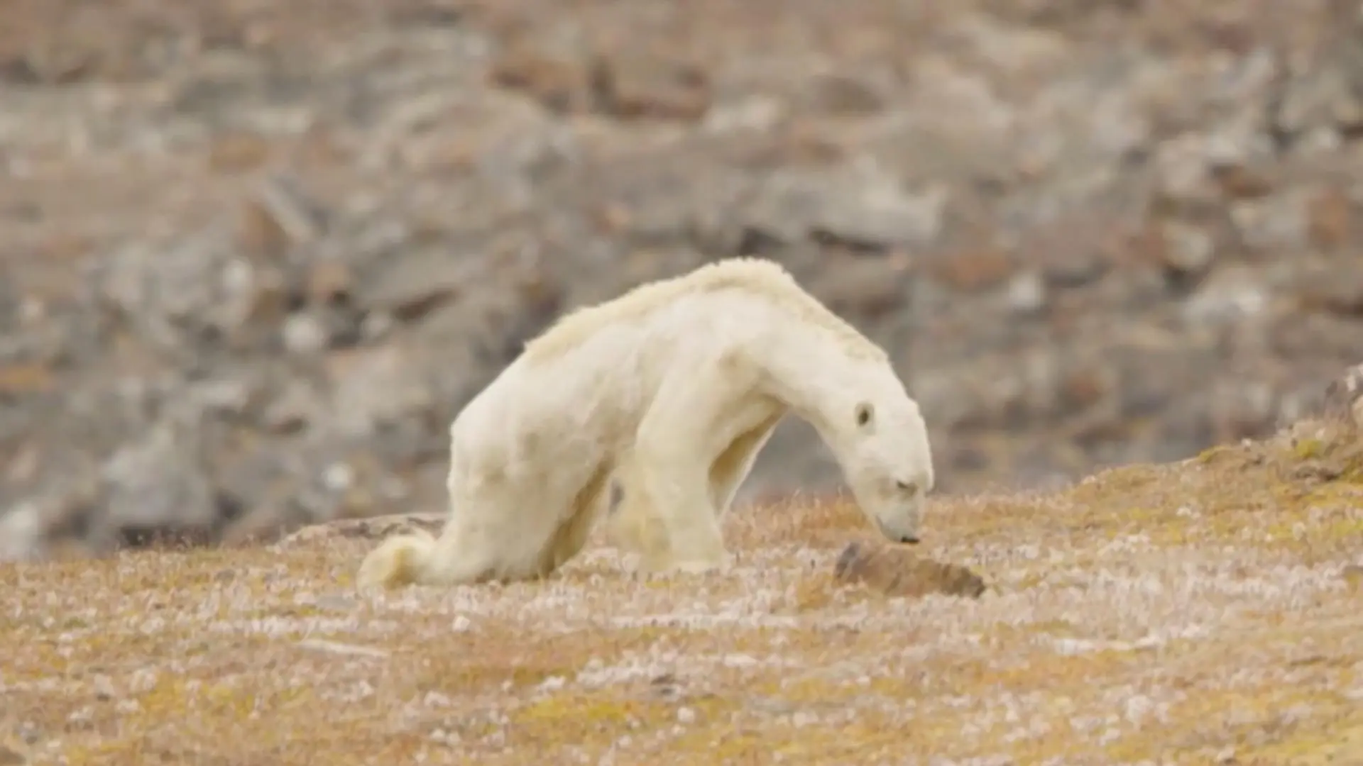 The Truth About Starving Polar Bears and Climate Change