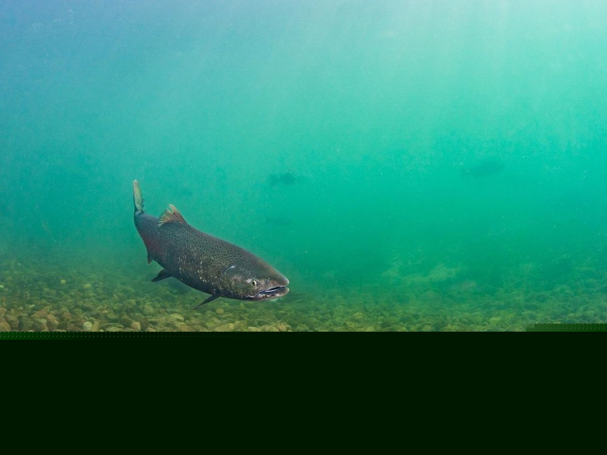 B.C. researchers discover deadly bacterial disease in wild chinook