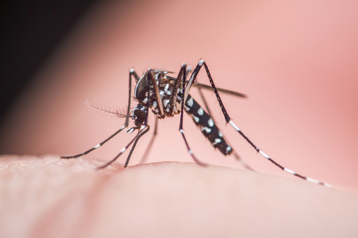 Alerta por virus del Nilo Occidental en NYC: detectan mosquitos infectados en los 5 condados