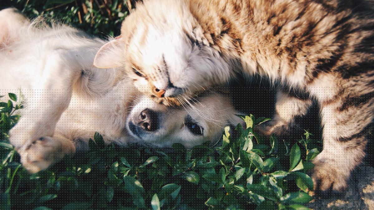 Nafsu Makan Anabul Berubah, Ini Tanda-Tanda yang Wajib Diperhatikan Pet Owner