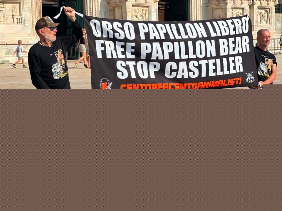 Milano – blitz al duomo per la liberazione dell’orso Papillon
