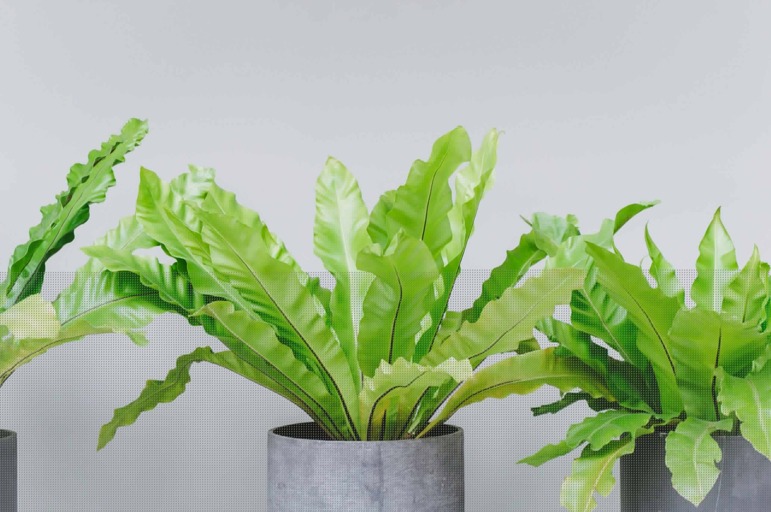 Houseplants That Will Instantly Turn Any Room Into an Oasis