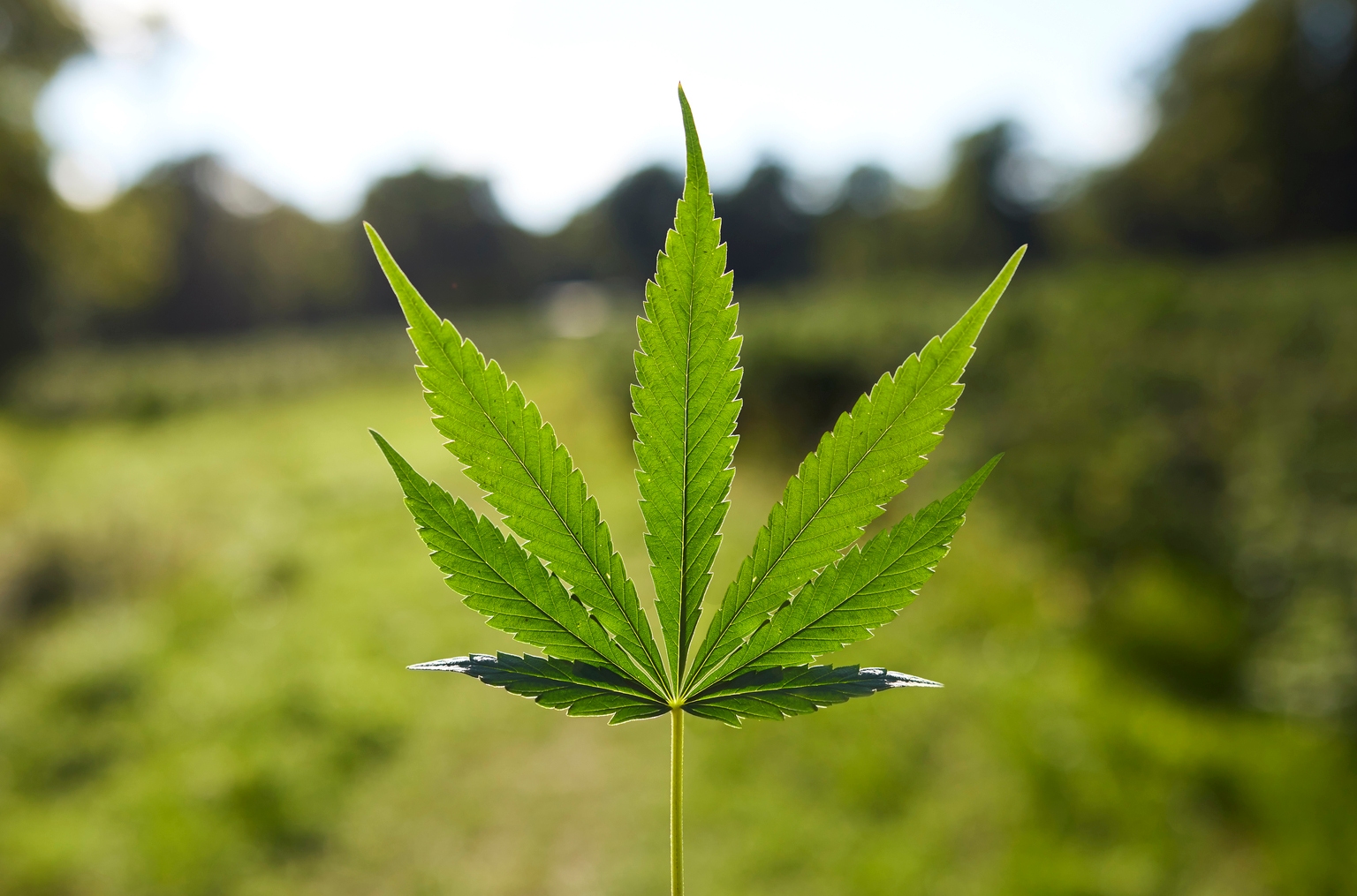 Trulieve Cannabis: First NYSE-Listed Cannabis Stock Is A Buy