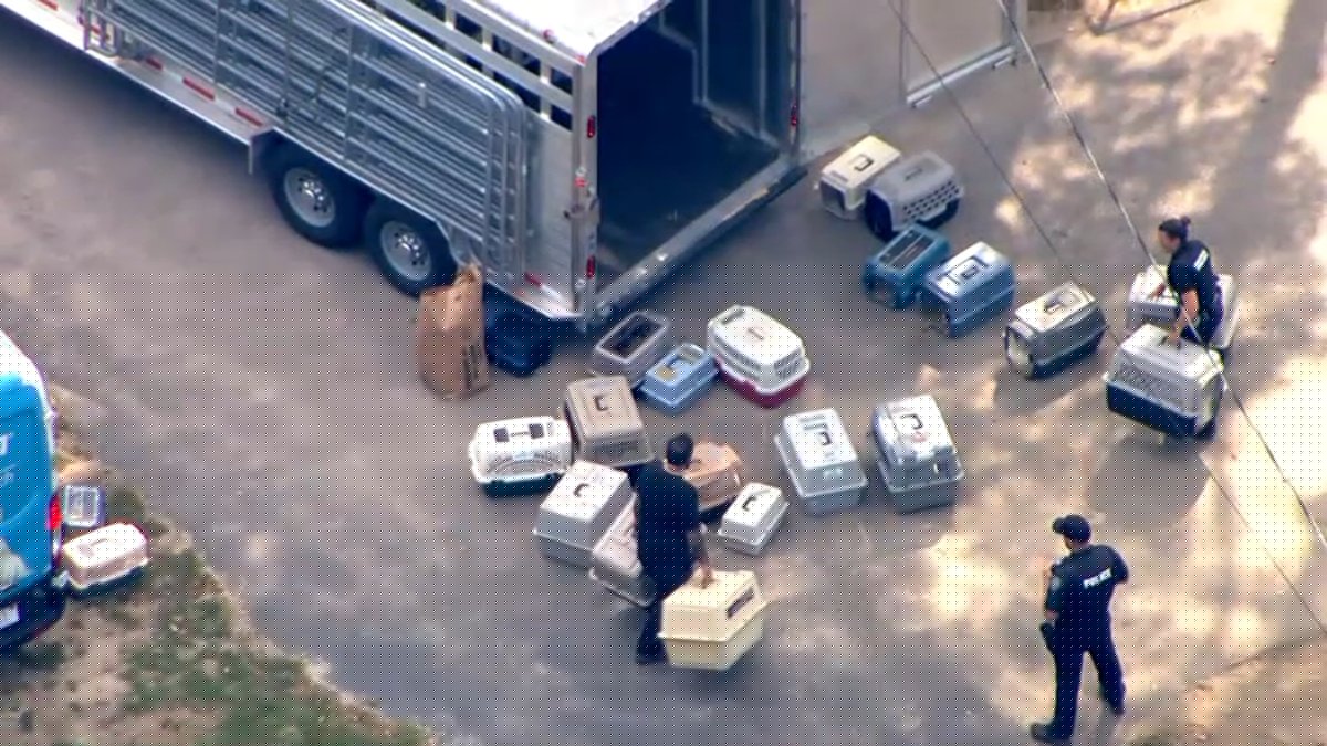 115 animals seized during cruelty investigation in Plympton