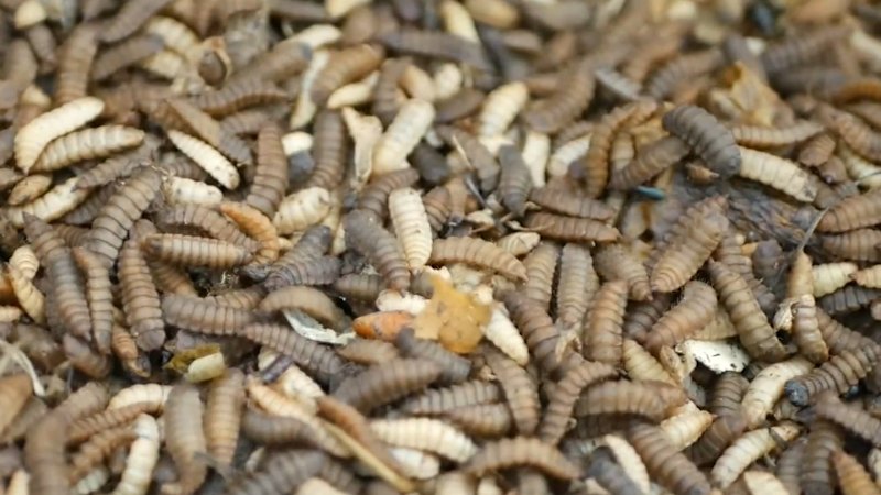 Could flies be a food source of the future?
