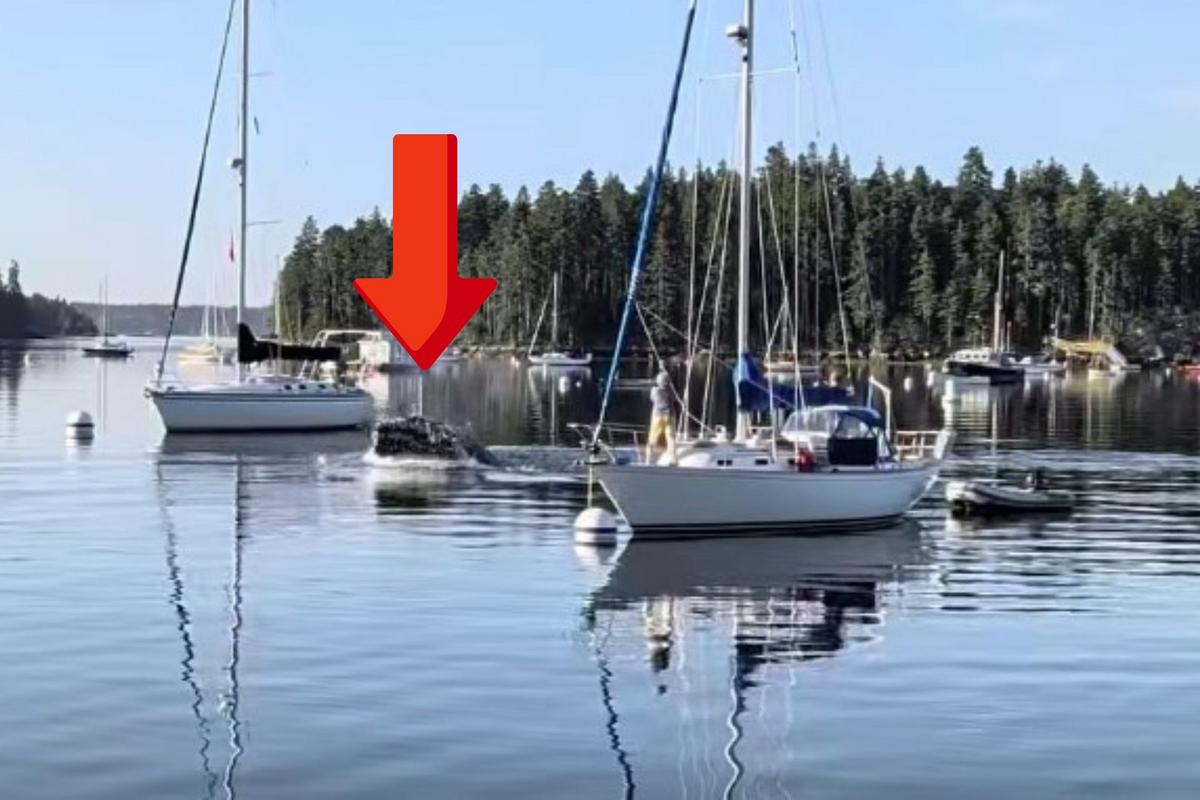 Incredible Video of a Whale Surprising Boaters in a Maine Marina