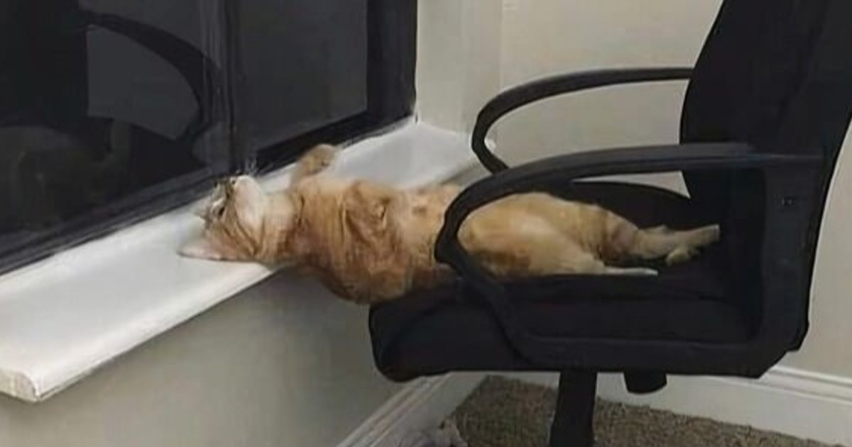 There Are Never Enough Photos Of Silly Animals So Here Are 83 Of Them