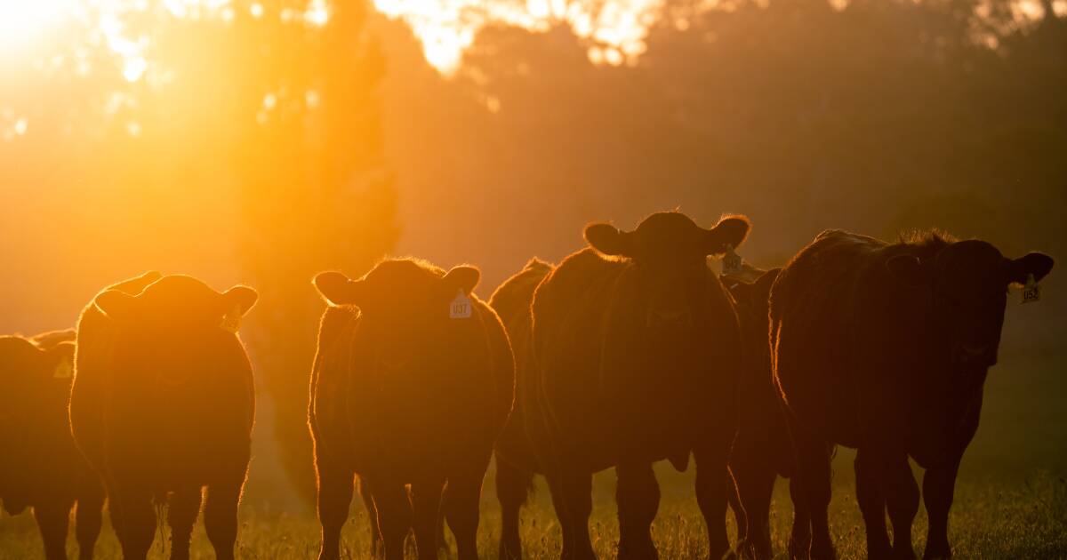 University of Adelaide receives $2.6m grant promoting climate-smart farming