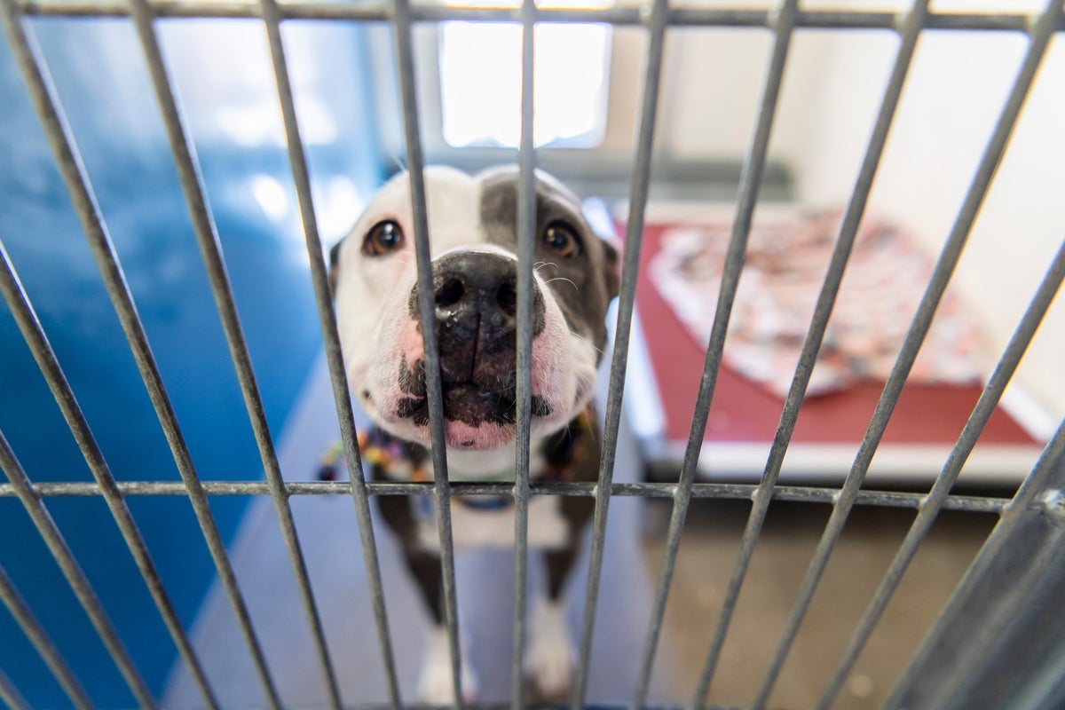 Ocean County Animal Facilities Cut Adoption Fees in Half for Late August Weekend