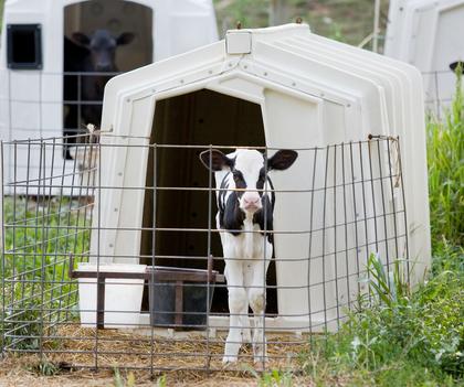 Managing calf environment best way to prevent Mycoplasma bovis