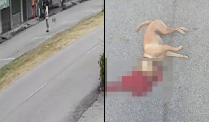 Dog Suspected To Have Been Killed By Man Using Firecracker In Perak