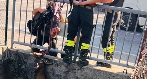 Cervo bloccato nel canale artificiale: delicato intervento per trarlo in salvo