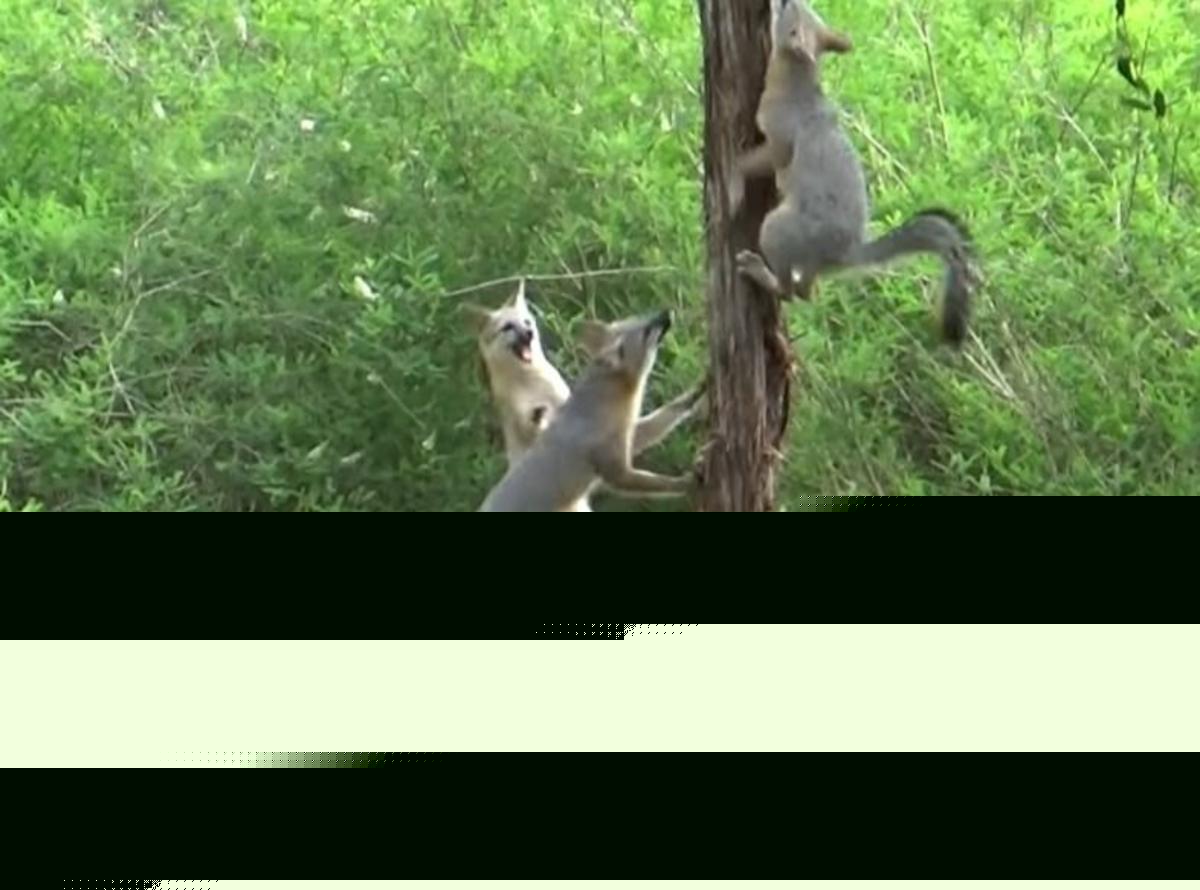 New Yorkers Can’t Believe Foxes Are Living In Their Trees