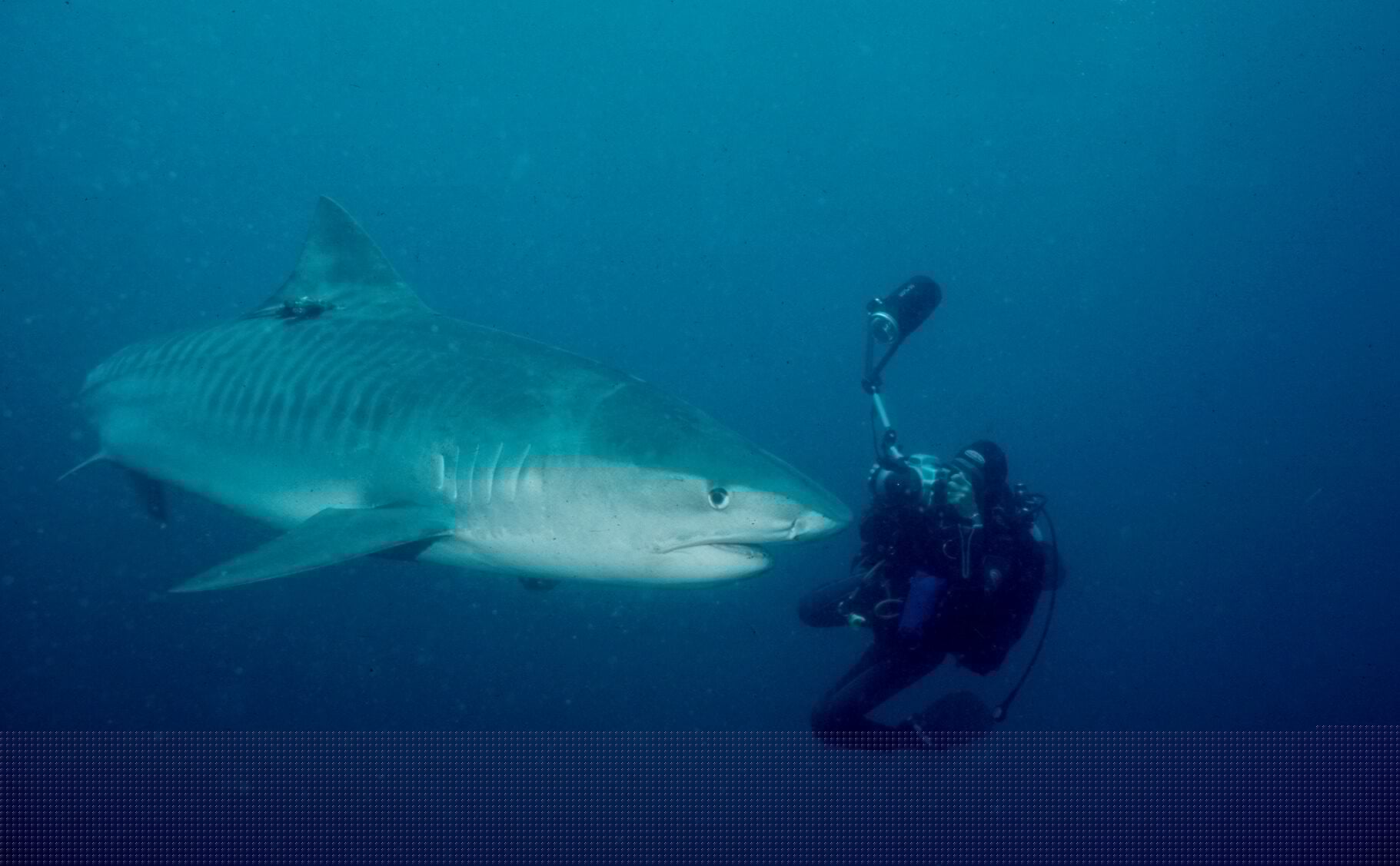 Eye of the tiger: Diving KwaZulu-Natal