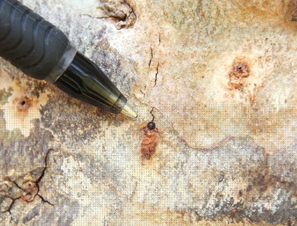 Invasive tree-killing beetle spotted in Santa Cruz