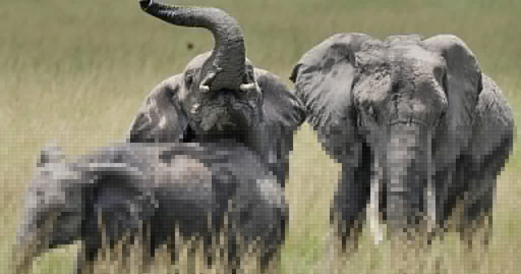 Kenya probes death of 15 elephants at Amboseli park