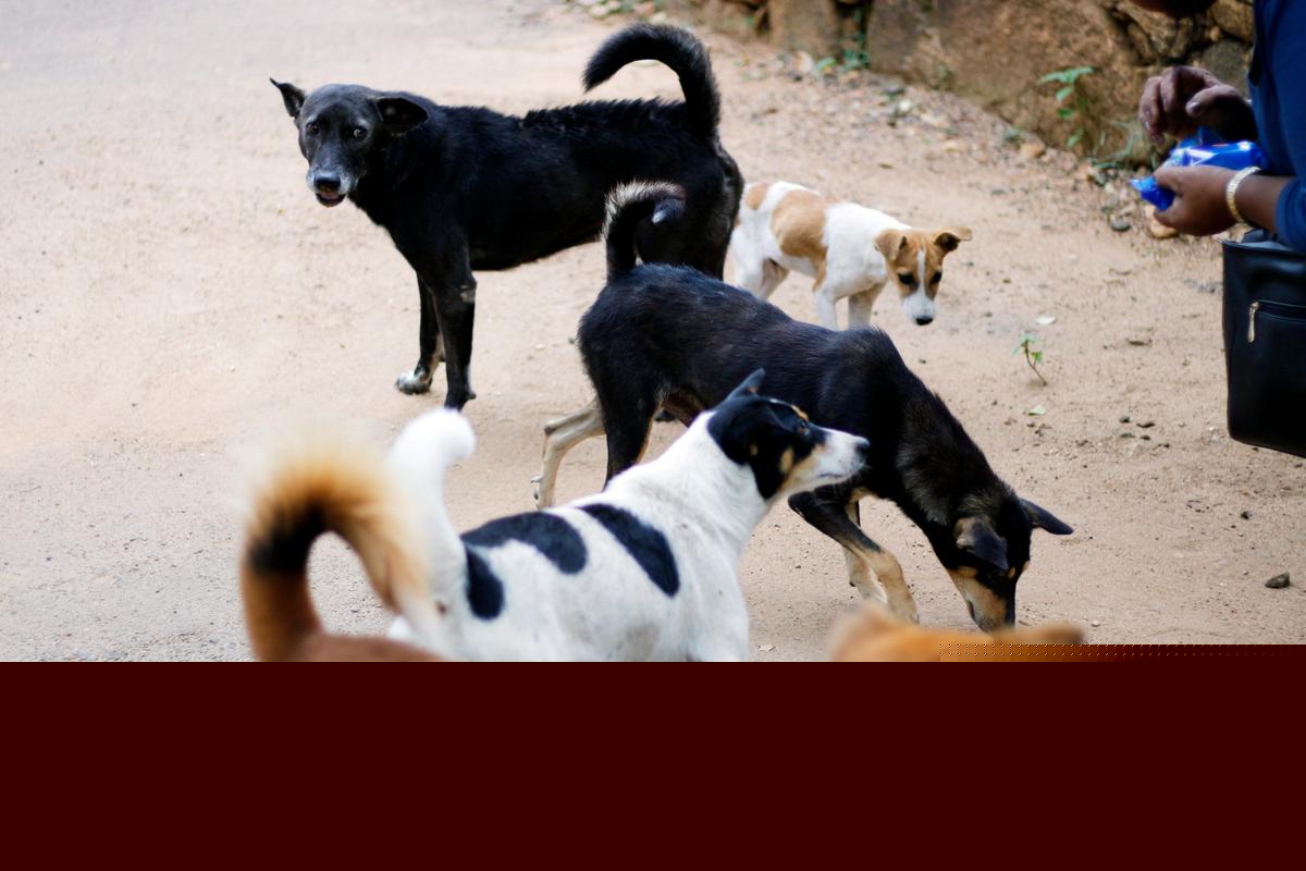 Feral Dog Pack Strikes Fear in Small Texas Community