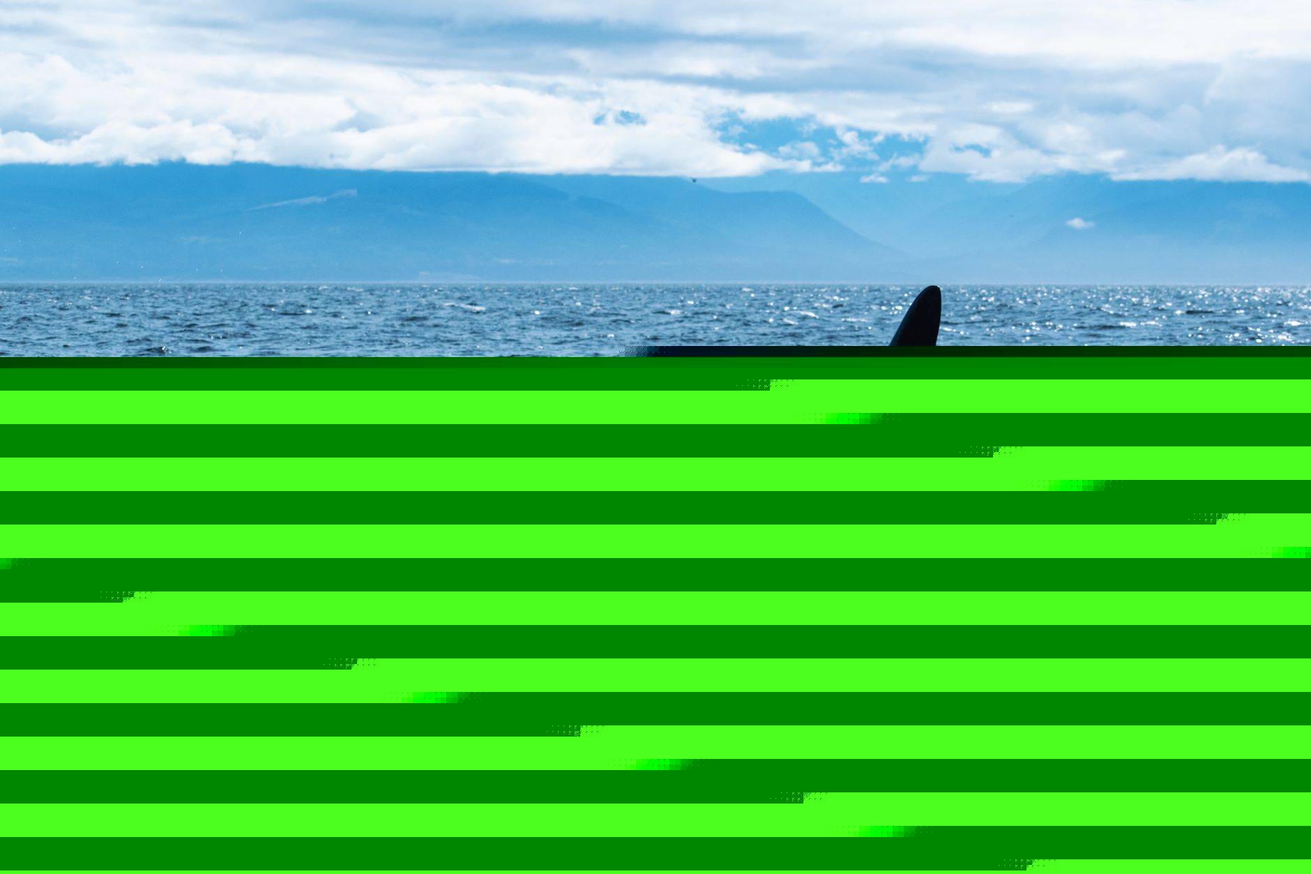 The familiar claim that only five species undergo menopause is out of date: a 2024 comparison counts five toothed whales, while older orcas lead group movement and improve grandoffspring survival