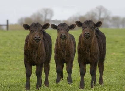 Management is the best defense against Histophilus somni and sudden death in feeder calves