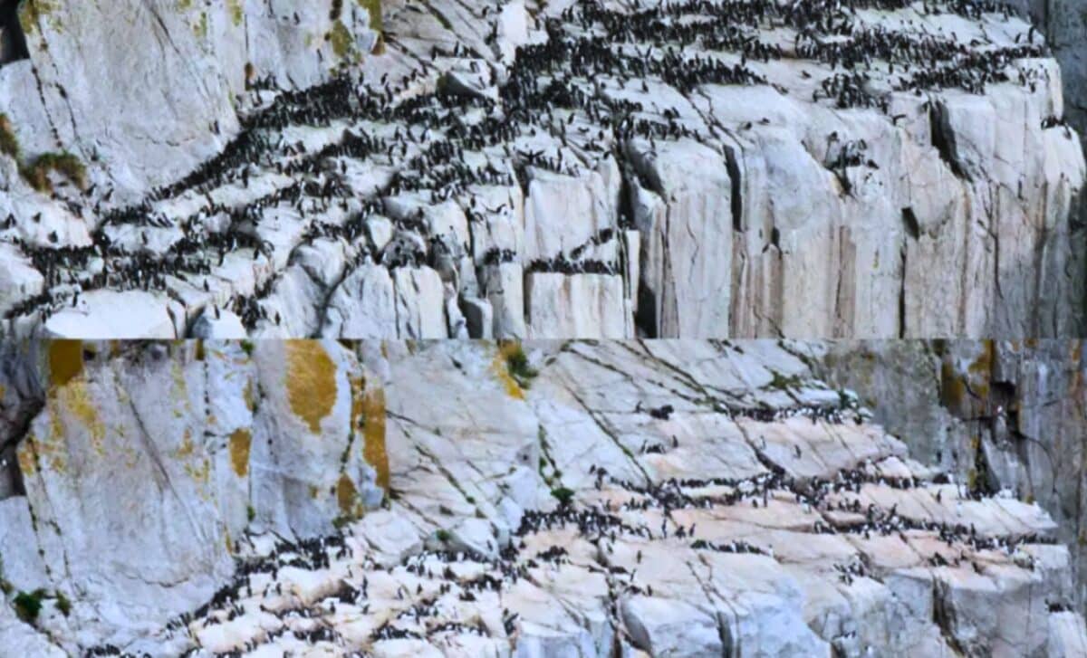 “The Blob” Kills 4 Million Seabirds in Worst Single-Species Die-off Ever Record