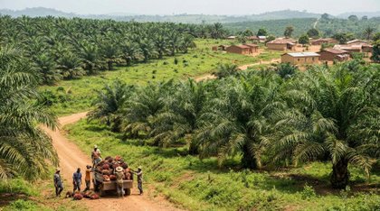 SOCAPALM Cuts Dibombari Estate by 23%, Returns 2,566 Hectares to State for Community Use