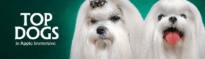 Immersive Dog Show Series 'Top Dogs' Premieres on Apple Vision Pro