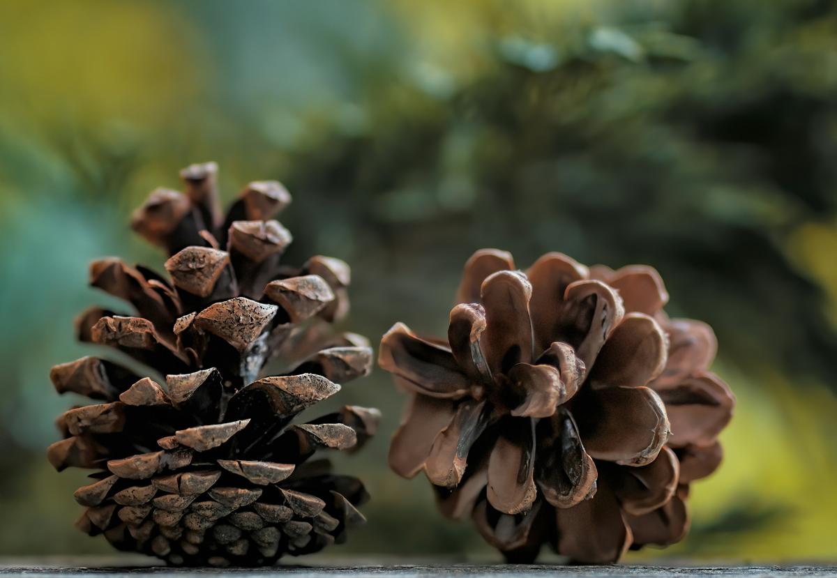 Pine Cone Donations Wanted for Boo at the Zoo Crafts