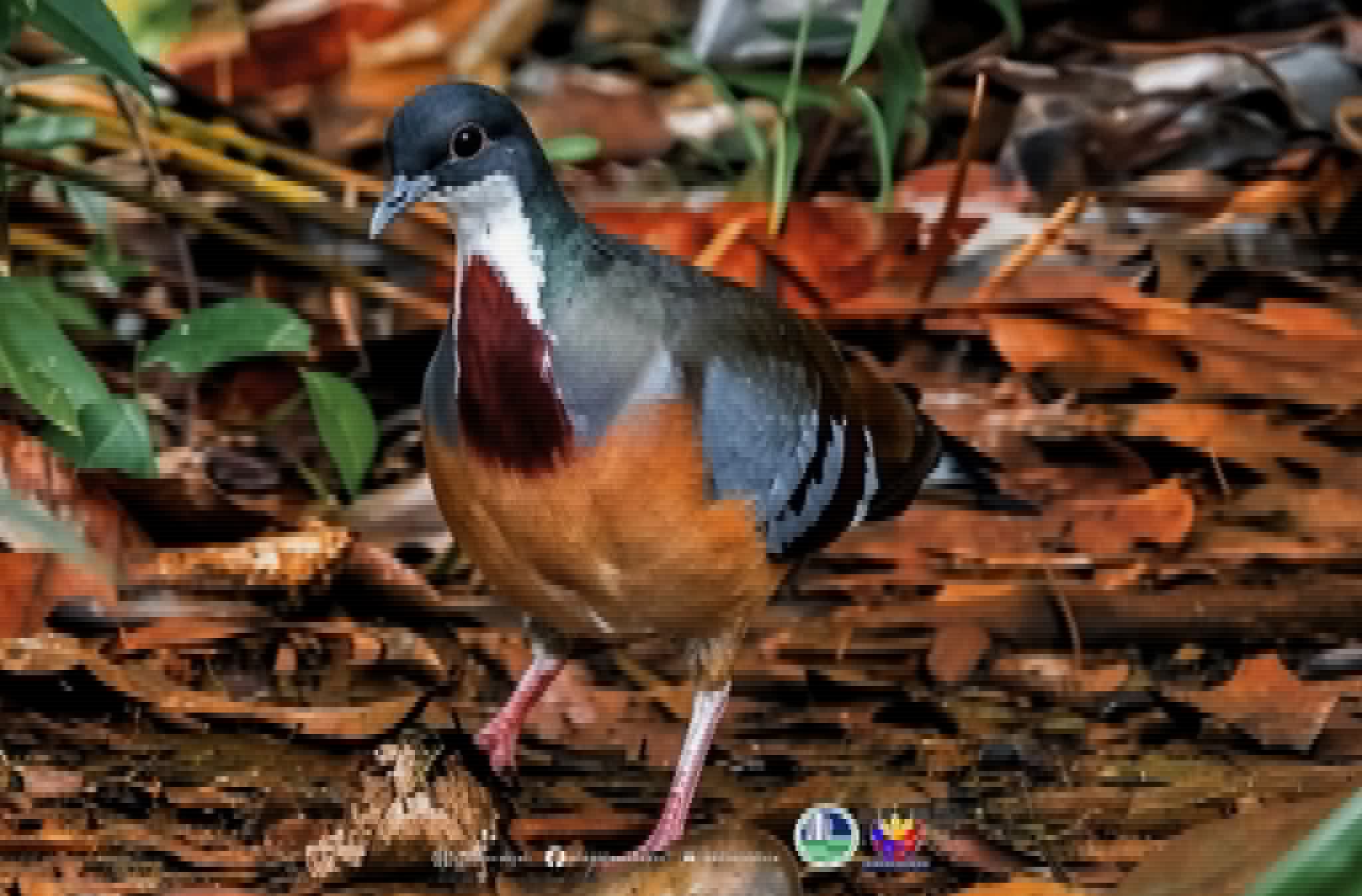 Rare Mindanao Bleeding-heart pigeon sighted in Mount Hamiguitan Sanctuary