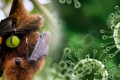 Aeroporti i Balit shtrëngon kontrollet për shkak të virusit Nipah