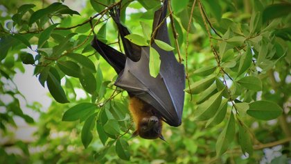 3 Mitos Virus Nipah yang Picu Ketakutan Berlebihan, Ini Faktanya
