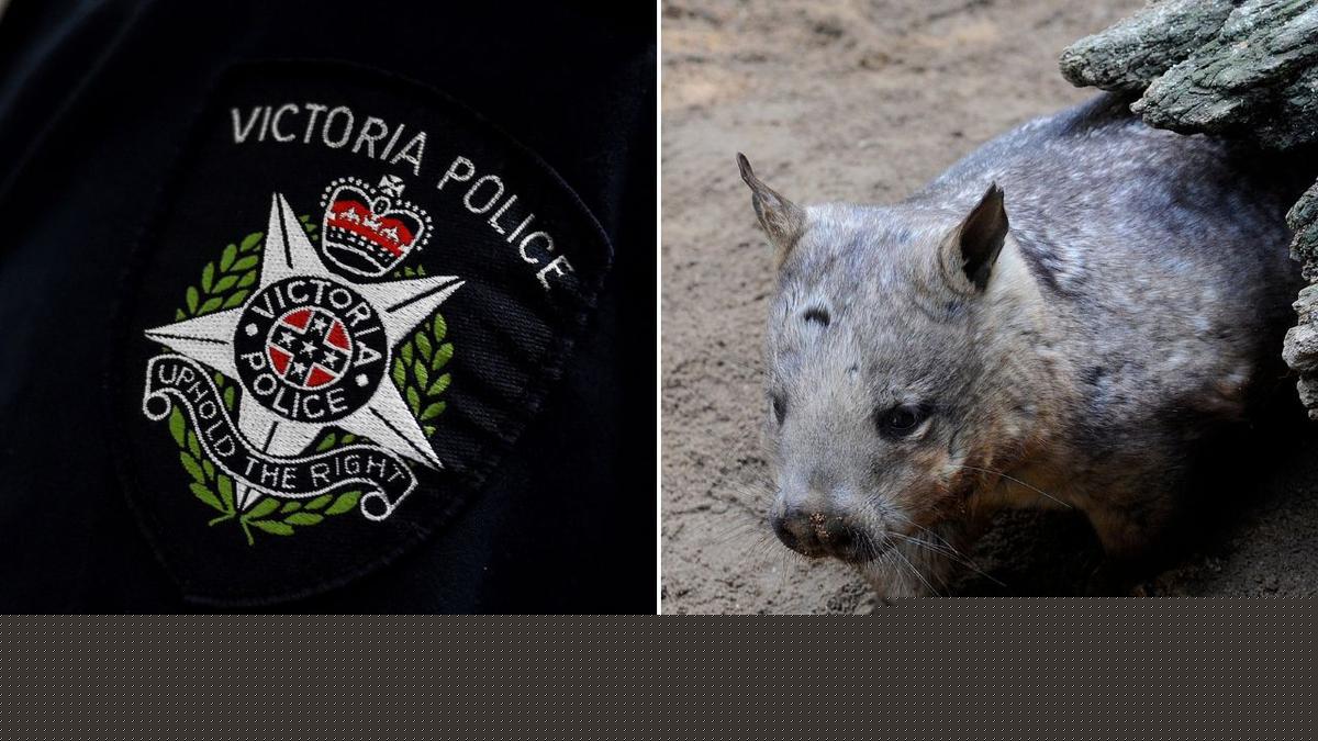 Three men charged after alleged wombat killings in Victoria