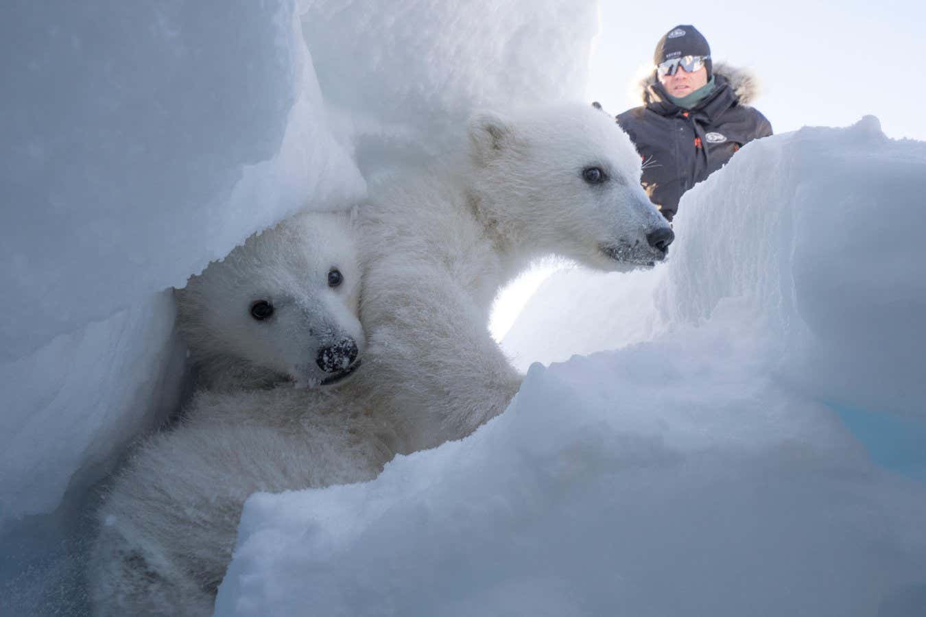 Polar bears are getting fatter in the fastest-warming place on Earth