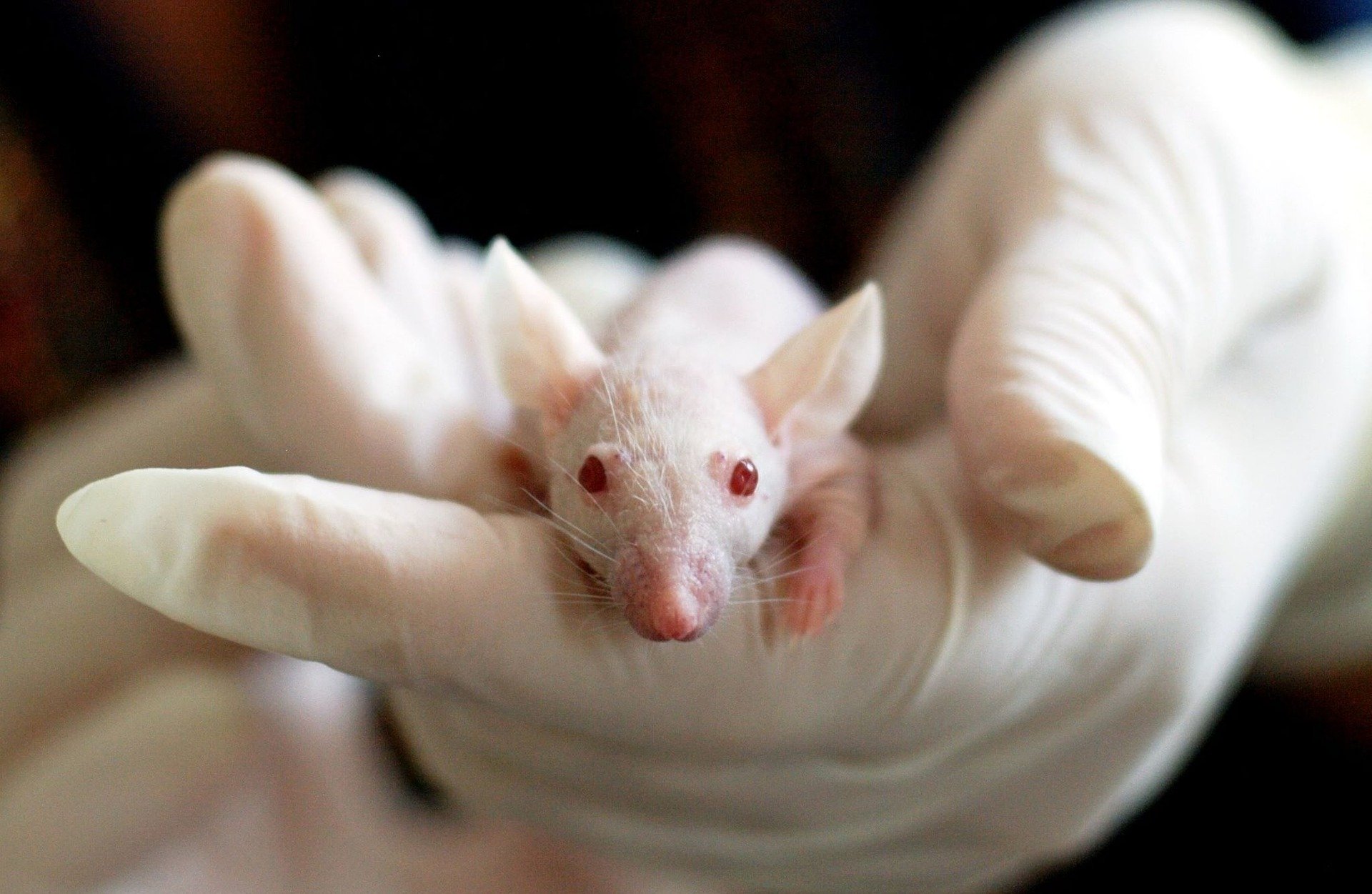 Comment on Stop Torturing Rabbits, Mice, and Dogs to Make Cosmetics by Marlene De-Abel