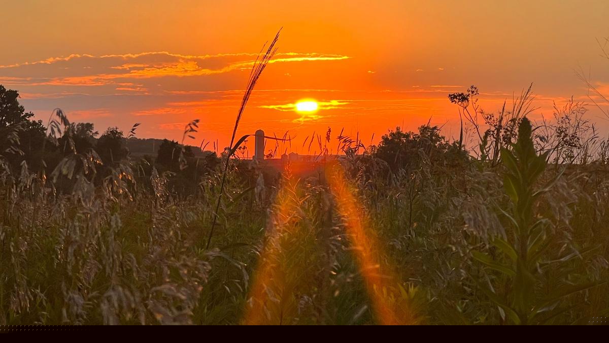 Iowa Prairie Trail Leads to Hidden-Gem Pond and Sunflower Plot