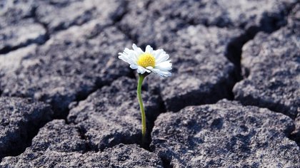 Thriving through uncertainty: the power of resilience in leadership and business
