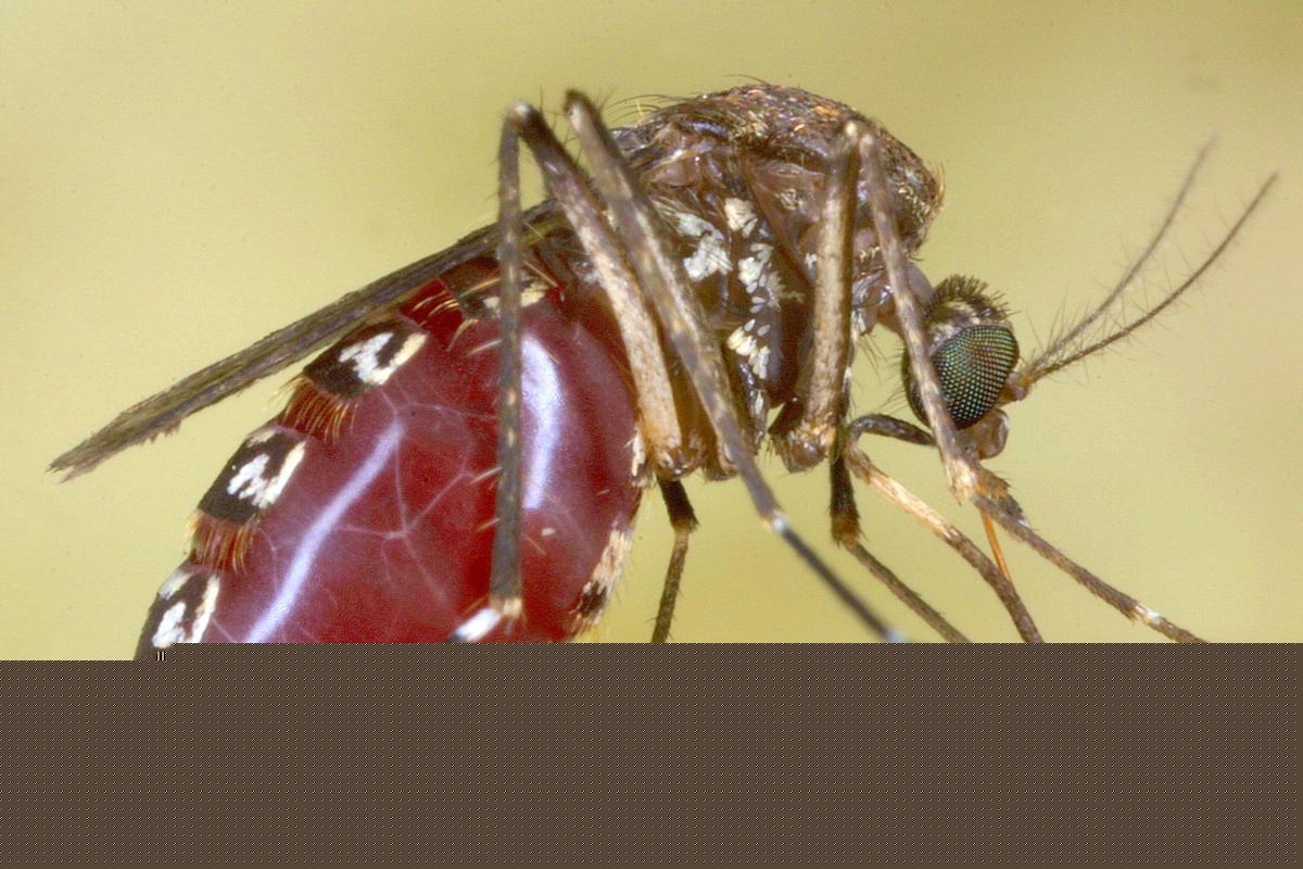 What Parts of Louisiana Have More Positive West Nile Tests in Mosquitoes