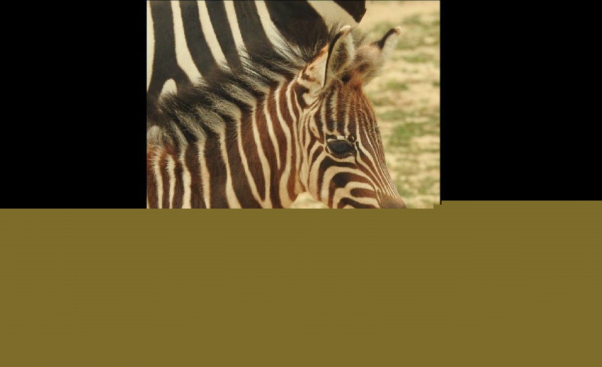 Cape May Zoo Looks For Help in Naming New Baby Zebra