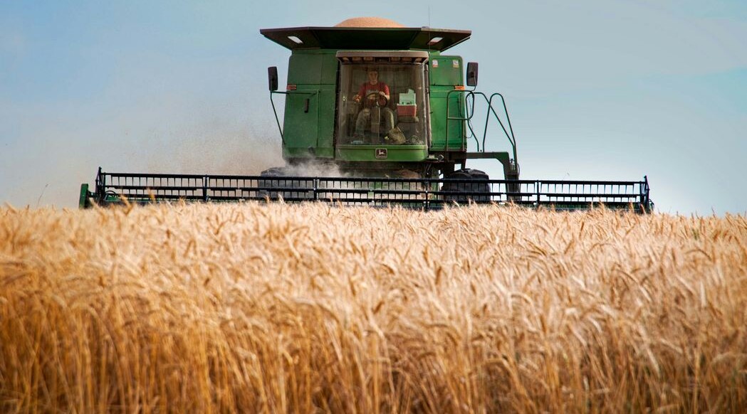 Farmers Enjoy Record Spring Harvests Despite Drought Thanks to Mixture of New and Old Methods