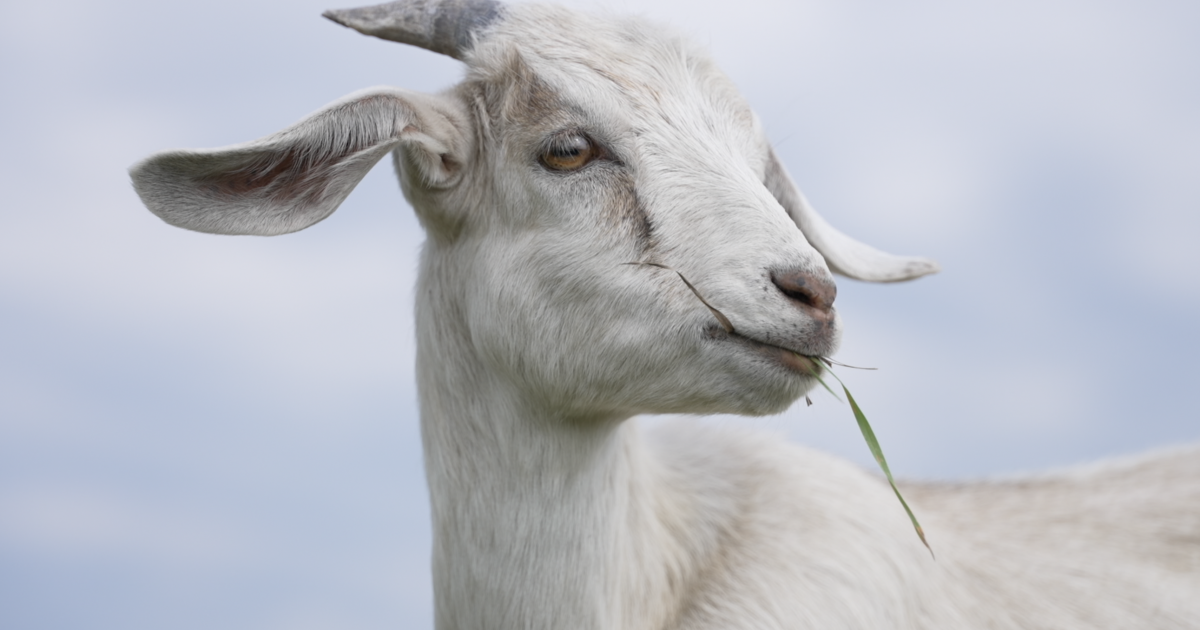 Montana Ag Network: St. Ignatius goats grazing for a good reason