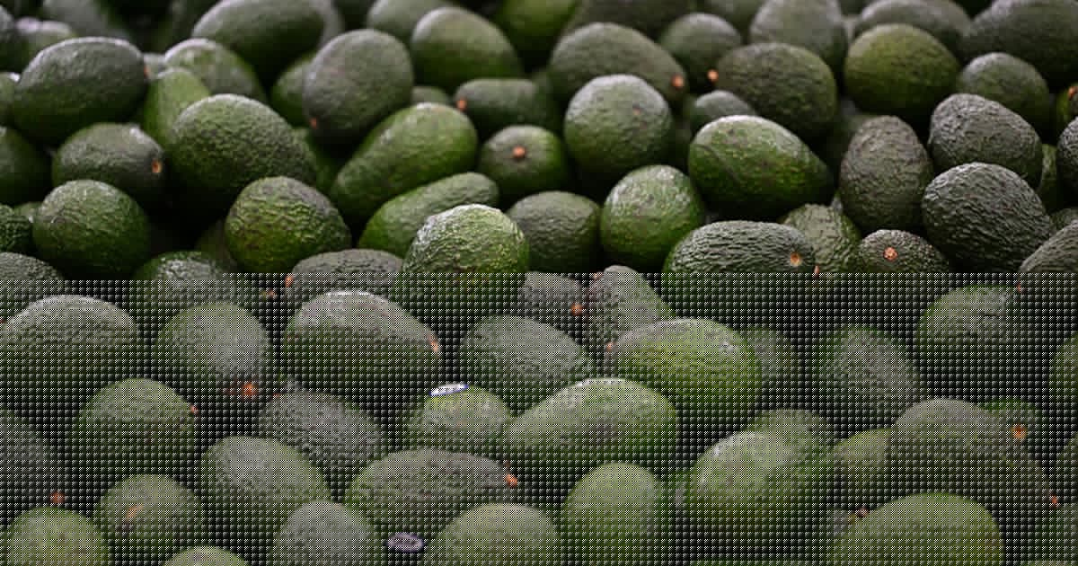 An avocado a day reduces bad cholesterol particles, heart disease risk in adults with obesity, study says