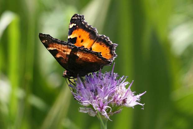 Butterfly Bliss: California Tortoiseshells in Tahoe