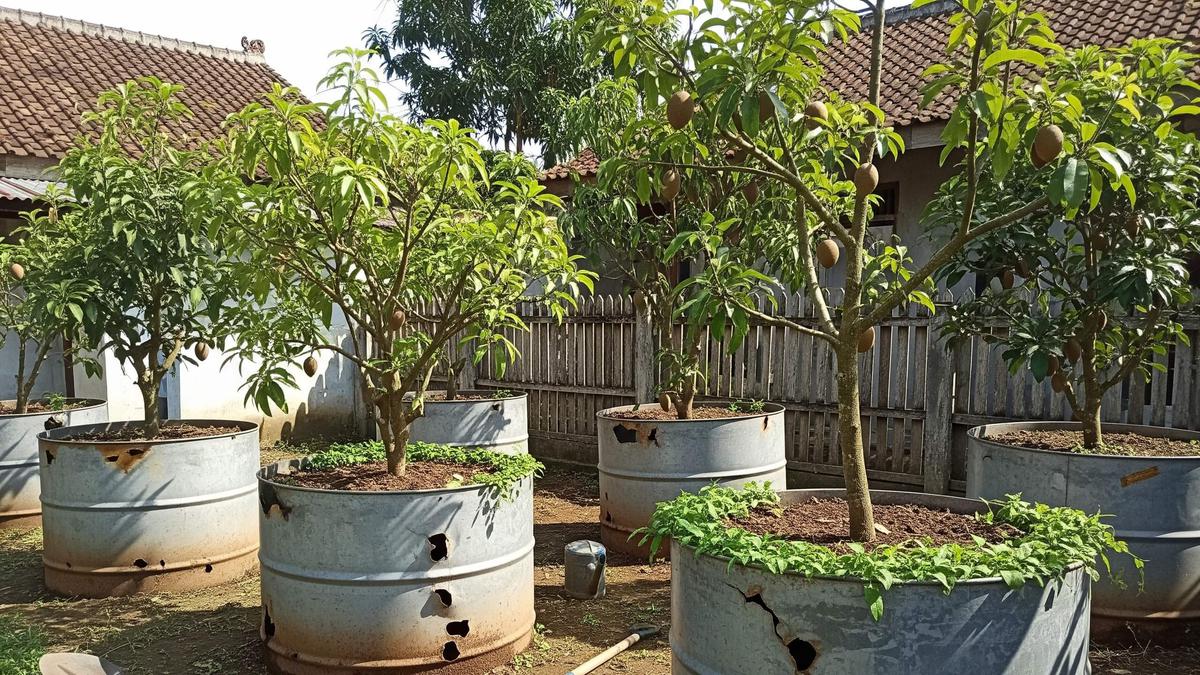 5 Desain Kebun Buah di Drum Bekas Skala Rumahan, Solusi Urban Farming yang Kreatif dan Produktif
