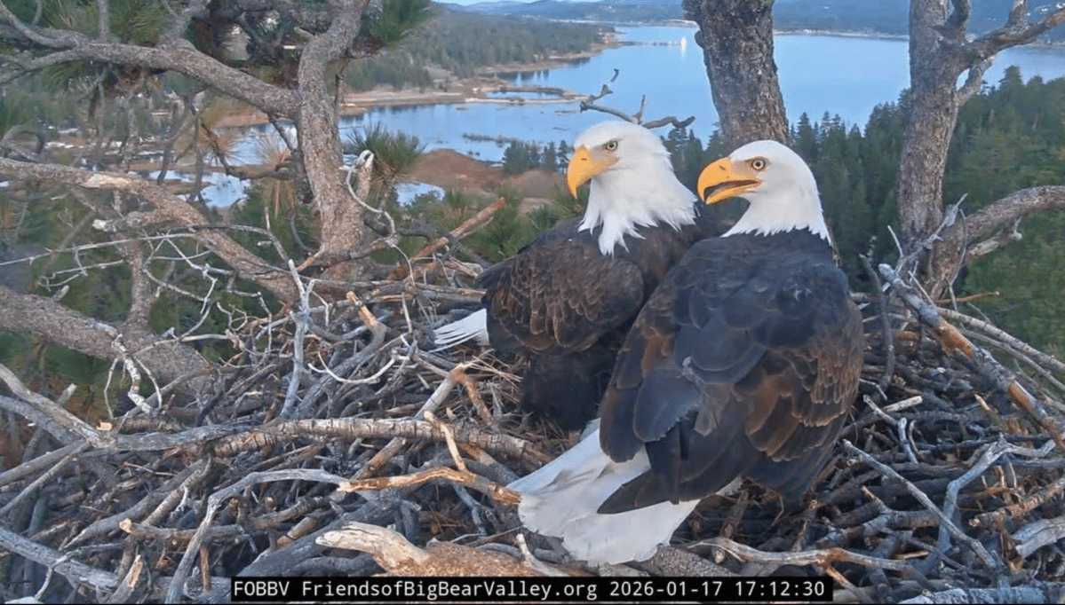 Jackie the bald eagle is ‘unstable’