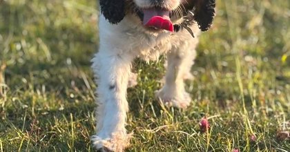 Elderly dog survives being lost for two weeks in freezing weather on Cotswolds’ highest point